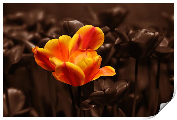 Chocolate orange tulip Print by Donna Collett