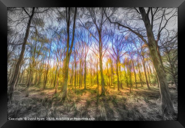 Light Through The Forest Art Framed Print by David Pyatt