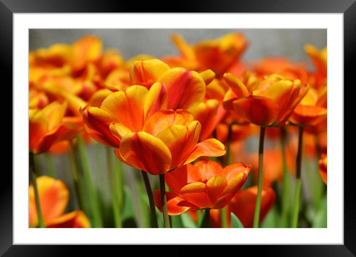 Orange tulips Framed Mounted Print by Donna Collett
