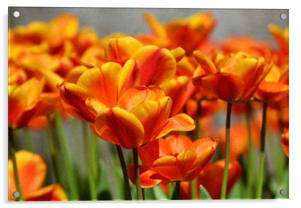 Orange tulips Acrylic by Donna Collett