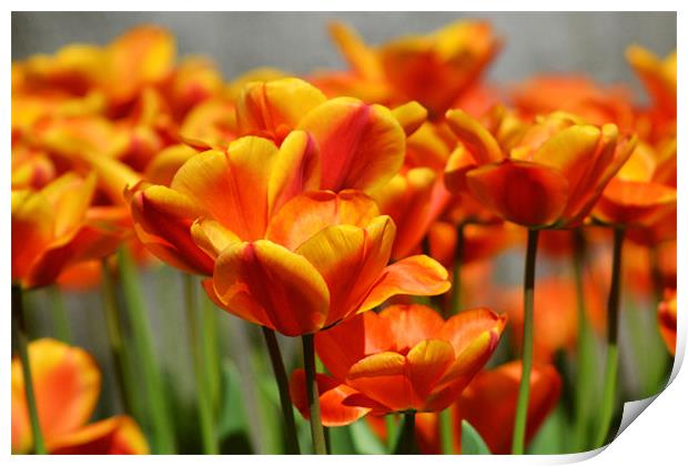 Orange tulips Print by Donna Collett