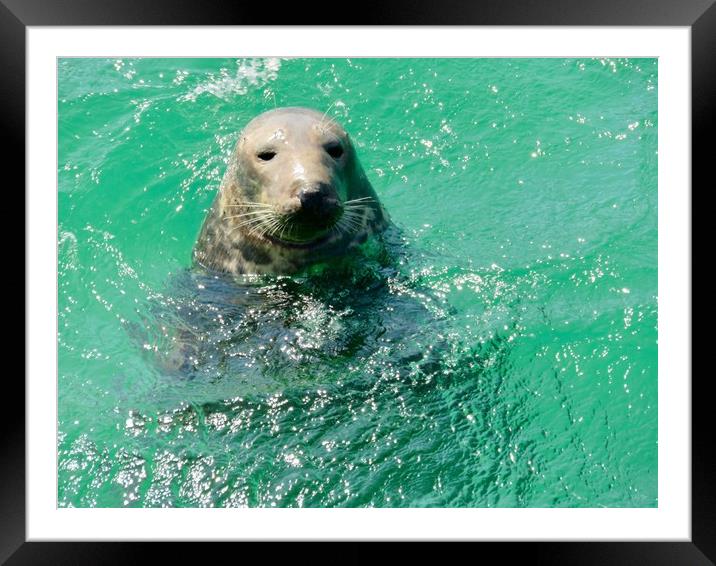 Curious Sea Lion Greets Visitors Framed Mounted Print by Beryl Curran