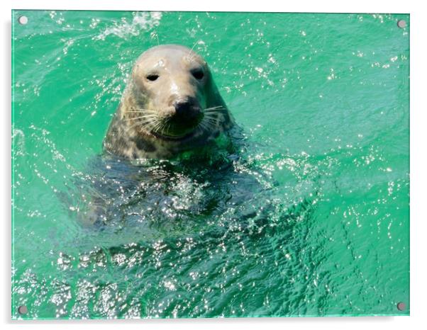 Curious Sea Lion Greets Visitors Acrylic by Beryl Curran