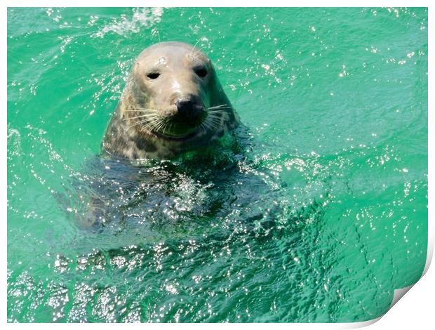 Curious Sea Lion Greets Visitors Print by Beryl Curran