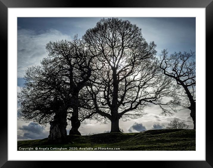 Tree Silhouettes Framed Mounted Print by Angela Cottingham