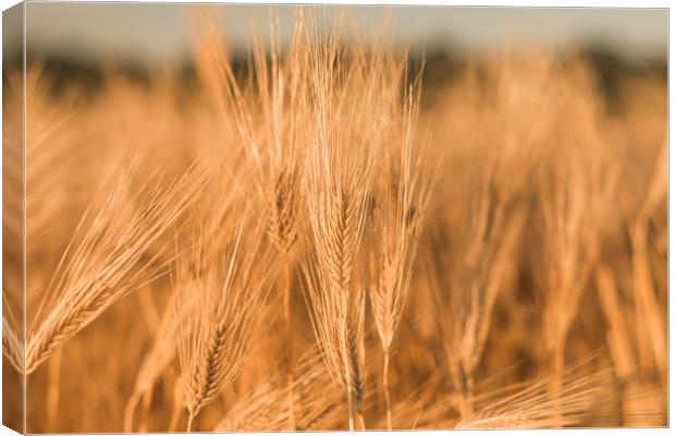 Ears of wheat Canvas Print by Vladimir Rey