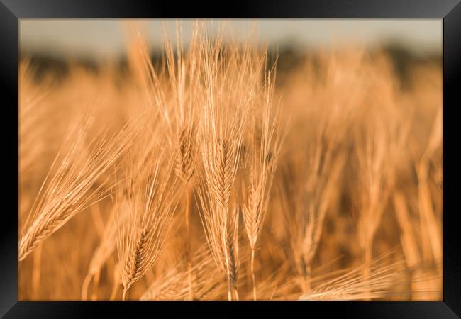 Ears of wheat Framed Print by Vladimir Rey