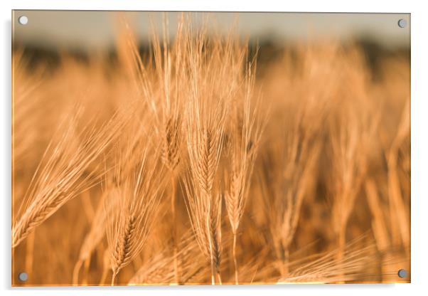 Ears of wheat Acrylic by Vladimir Rey