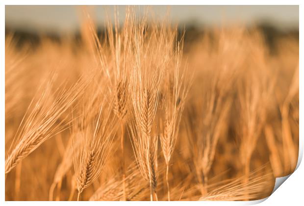 Ears of wheat Print by Vladimir Rey