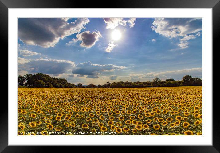 Sunflowers  Framed Mounted Print by Chris Brookes