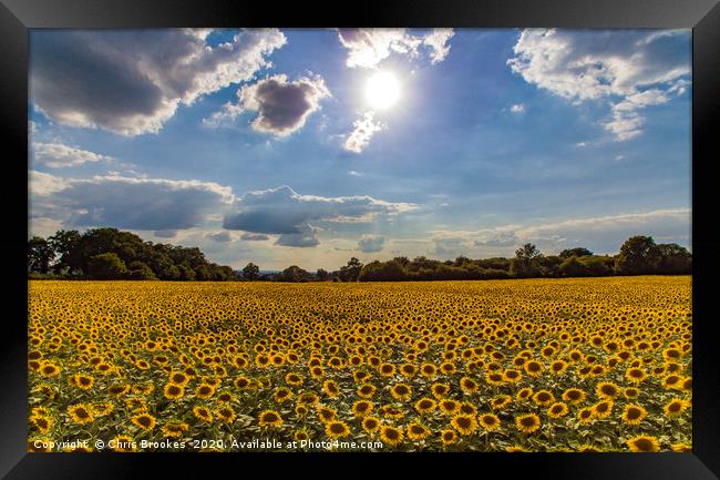 Sunflowers  Framed Print by Chris Brookes