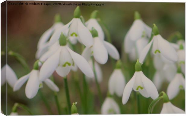 Open Snowdrop flower heads  Canvas Print by Andrew Heaps