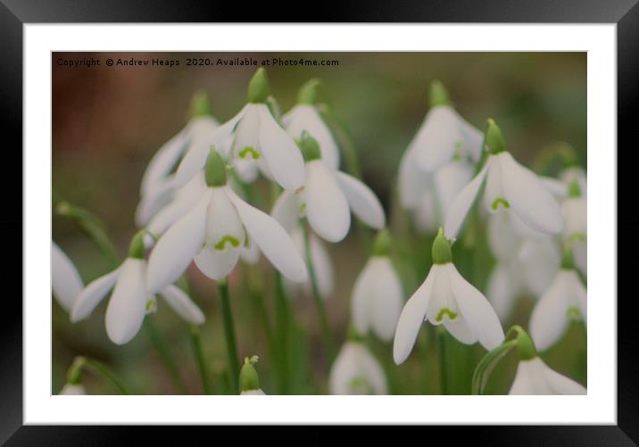 Open Snowdrop flower heads  Framed Mounted Print by Andrew Heaps