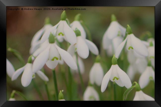 Open Snowdrop flower heads  Framed Print by Andrew Heaps