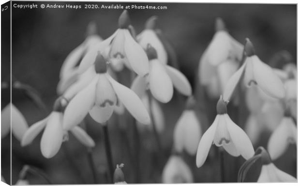 Snowdrops   Canvas Print by Andrew Heaps