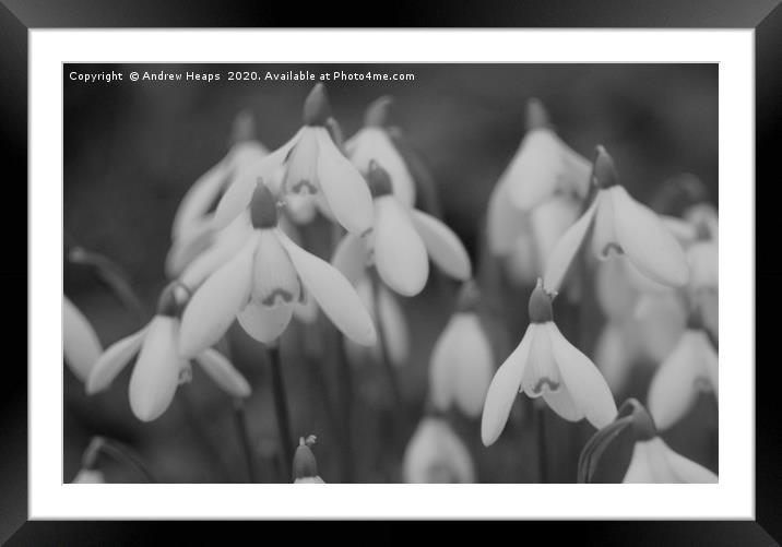 Snowdrops   Framed Mounted Print by Andrew Heaps