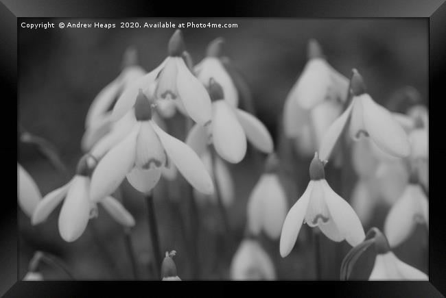 Snowdrops   Framed Print by Andrew Heaps