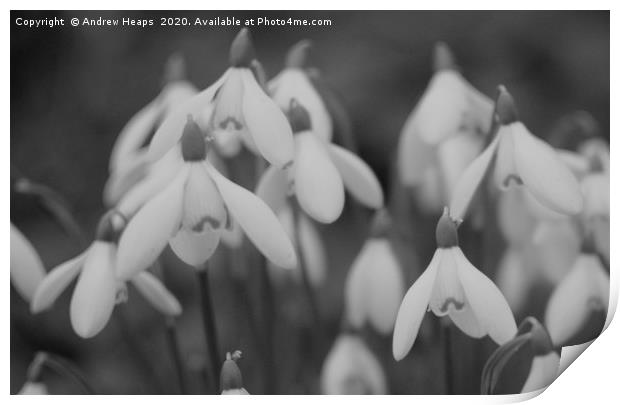 Snowdrops   Print by Andrew Heaps
