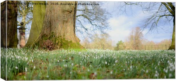 Blanket of Snowdrops in the spring summer sun. Canvas Print by Andrew Heaps