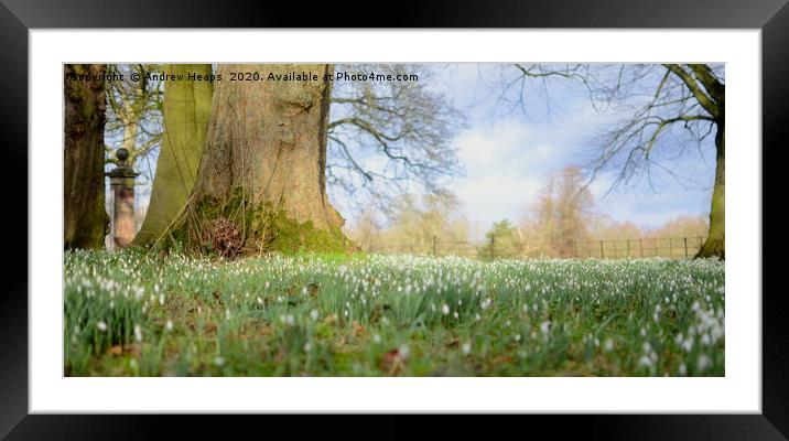 Blanket of Snowdrops in the spring summer sun. Framed Mounted Print by Andrew Heaps