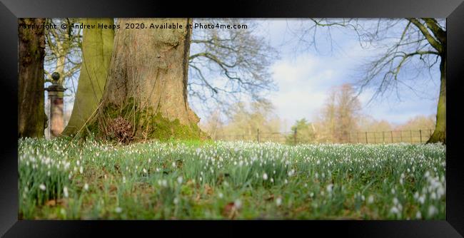 Blanket of Snowdrops in the spring summer sun. Framed Print by Andrew Heaps