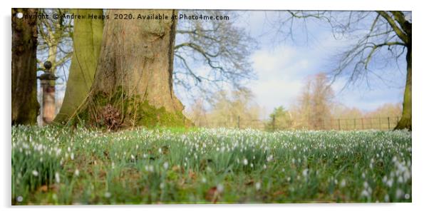 Blanket of Snowdrops in the spring summer sun. Acrylic by Andrew Heaps