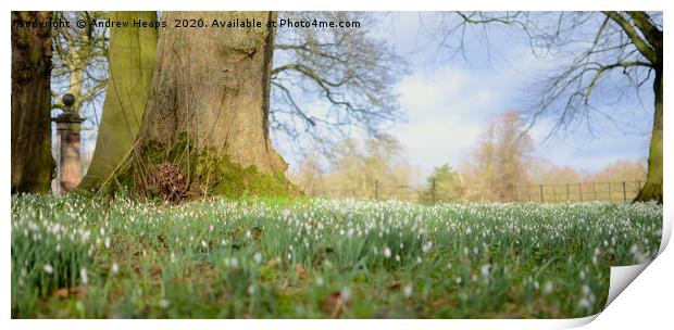 Blanket of Snowdrops in the spring summer sun. Print by Andrew Heaps