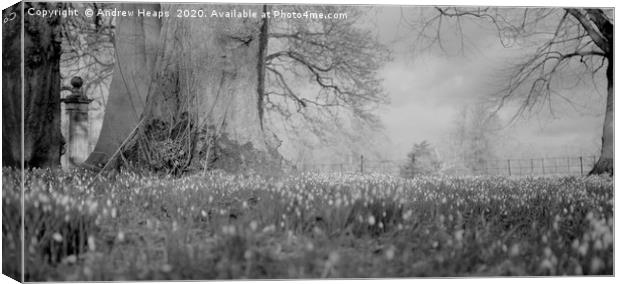 Spring scene of Snowdrops in black and white Canvas Print by Andrew Heaps