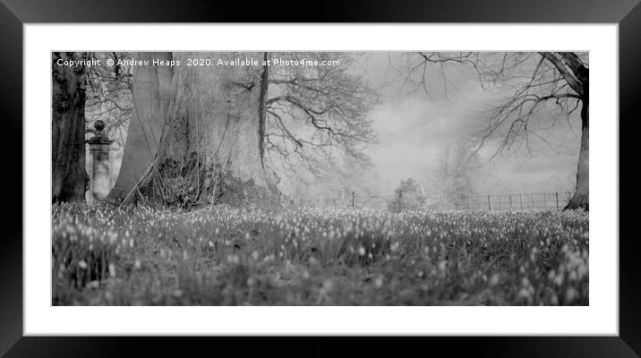 Spring scene of Snowdrops in black and white Framed Mounted Print by Andrew Heaps