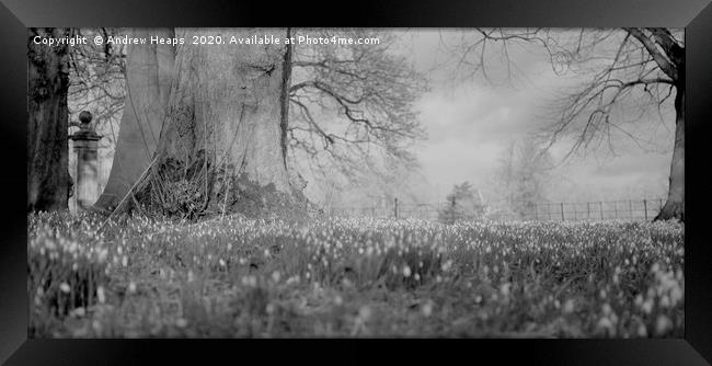 Spring scene of Snowdrops in black and white Framed Print by Andrew Heaps
