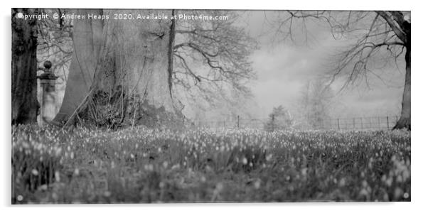 Spring scene of Snowdrops in black and white Acrylic by Andrew Heaps