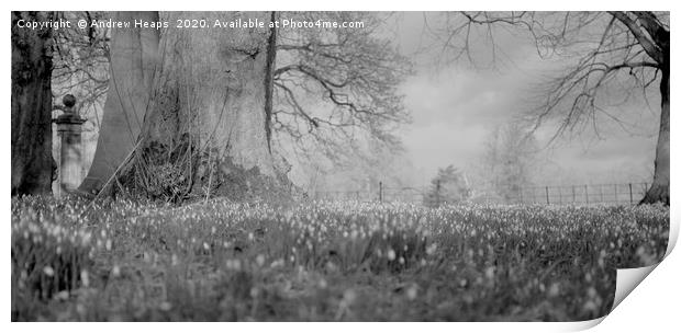 Spring scene of Snowdrops in black and white Print by Andrew Heaps