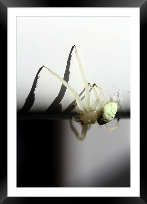 White crab spider Framed Mounted Print by Doug McRae