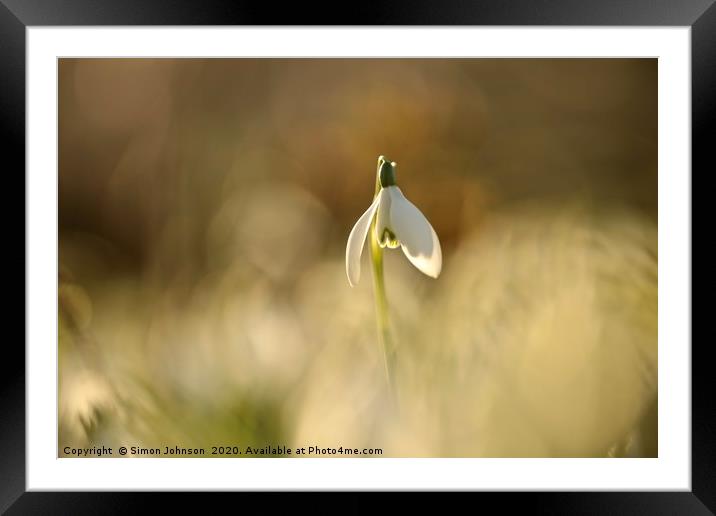 Snowdrop standing proud Framed Mounted Print by Simon Johnson