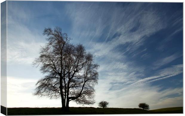 trees and clouds Canvas Print by Simon Johnson