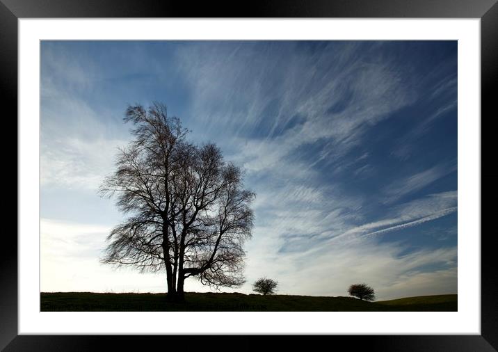 trees and clouds Framed Mounted Print by Simon Johnson