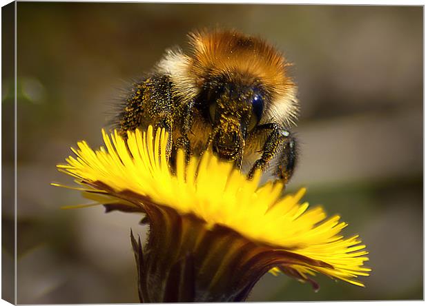 Honey Bee Canvas Print by Keith Thorburn EFIAP/b