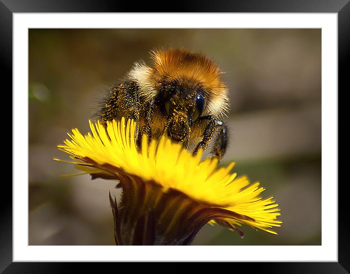 Honey Bee Framed Mounted Print by Keith Thorburn EFIAP/b