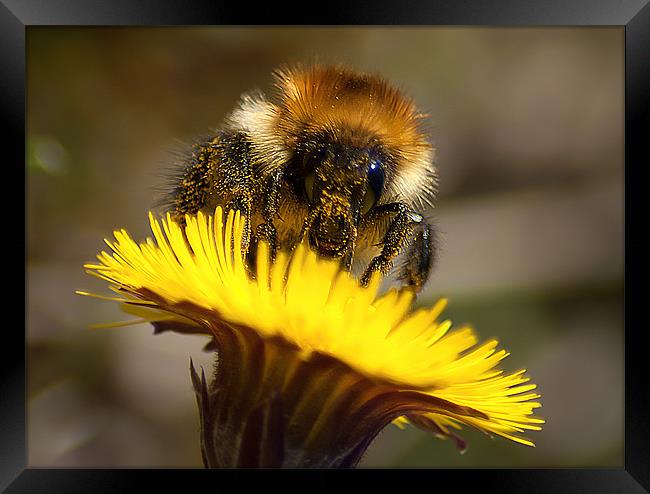 Honey Bee Framed Print by Keith Thorburn EFIAP/b