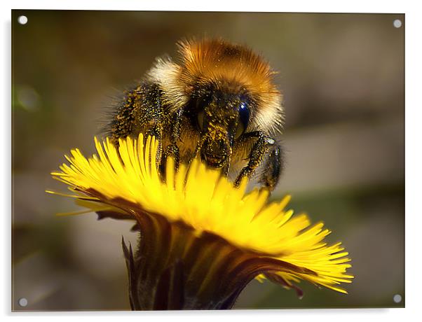 Honey Bee Acrylic by Keith Thorburn EFIAP/b