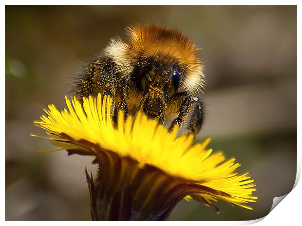 Honey Bee Print by Keith Thorburn EFIAP/b