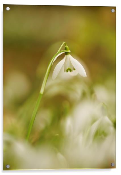 isolated snowdrop Acrylic by Simon Johnson