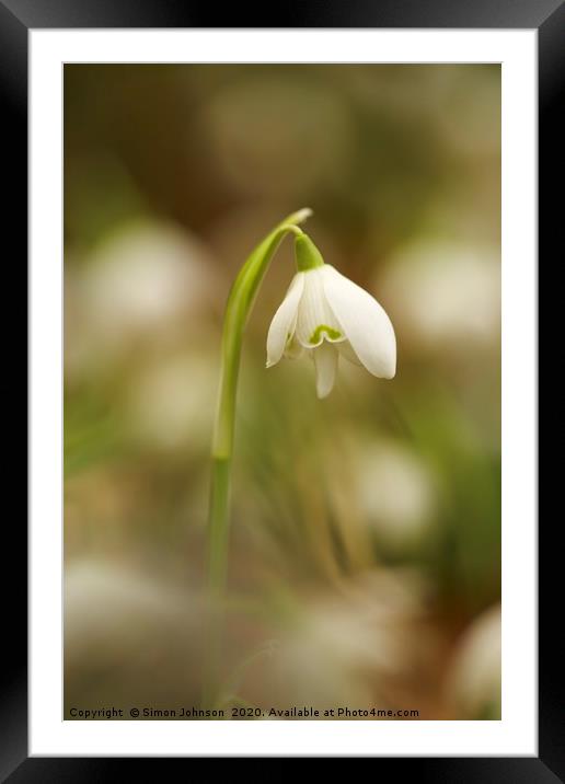 Cotswold Snowdrop Framed Mounted Print by Simon Johnson