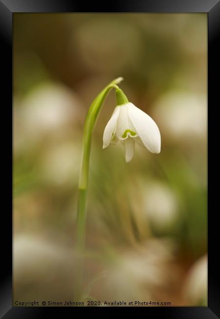 Cotswold Snowdrop Framed Print by Simon Johnson