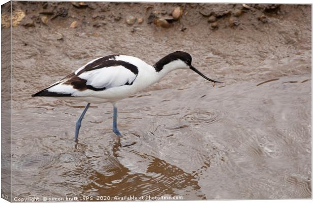 Pied Avocet wild bird wading in water Canvas Print by Simon Bratt LRPS