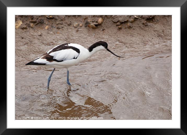 Pied Avocet wild bird wading in water Framed Mounted Print by Simon Bratt LRPS