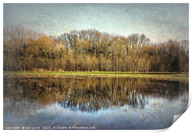 Winter Trees Reflected Print by Ian Lewis