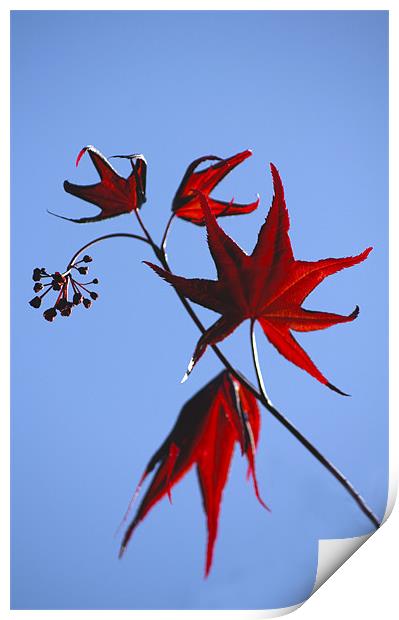 Acer Leaves Print by Darren Burroughs