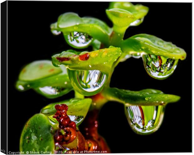 Jade Tree With Raindrops Canvas Print by Shaun Carling