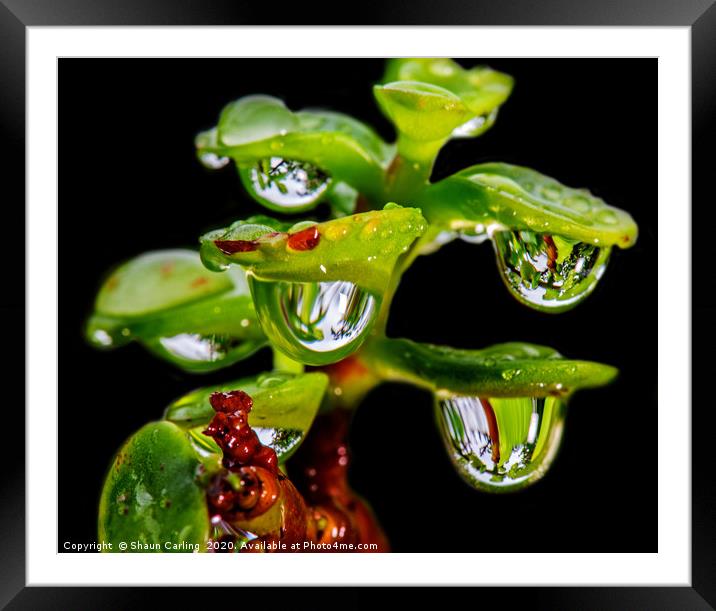 Jade Tree With Raindrops Framed Mounted Print by Shaun Carling